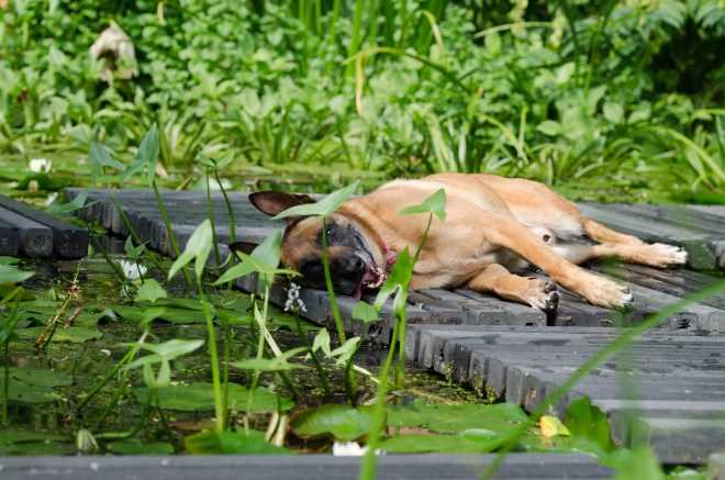 Gesunde Ernährung für Ihren Hund