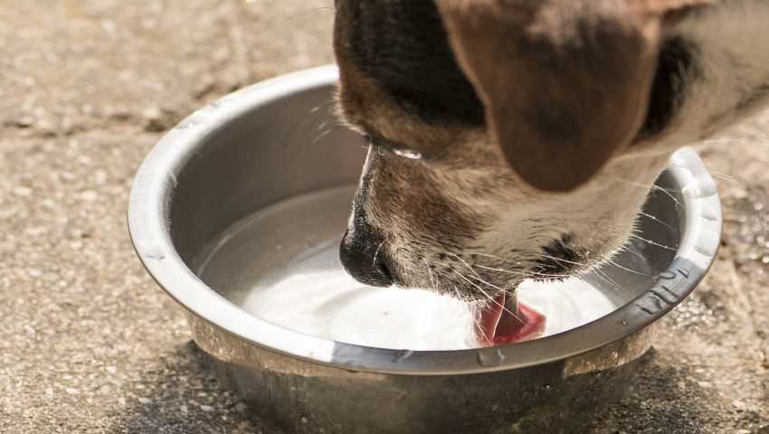 Wie viel Wasser braucht ein Hund?