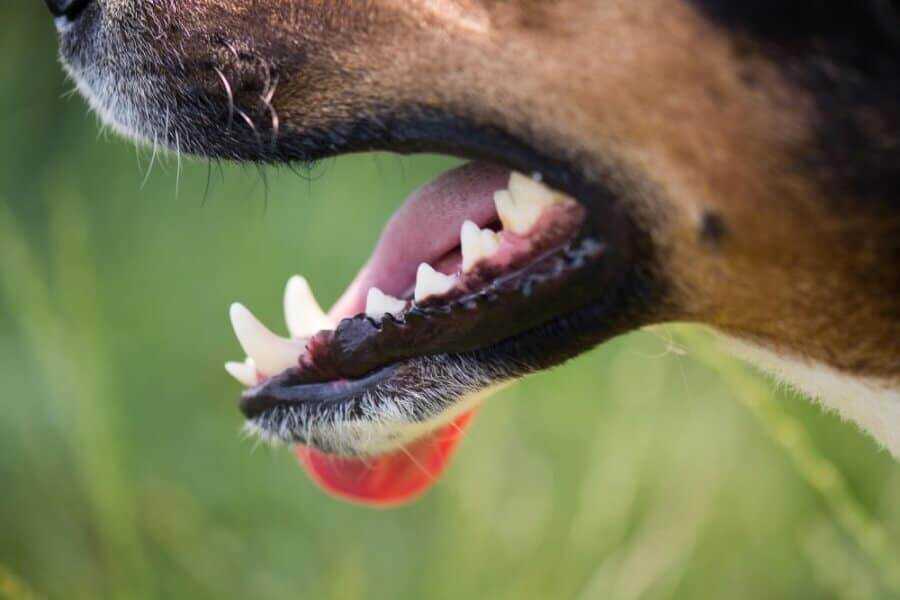 Tipps zur Unterstützung der Zahnentwicklung bei Hunden