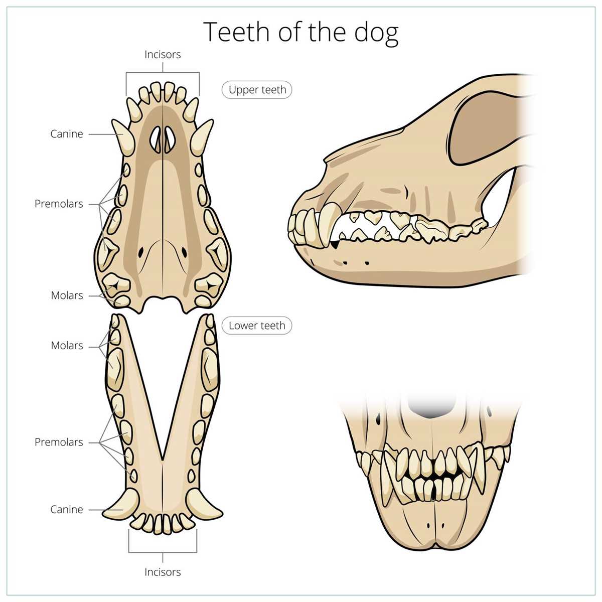 Wann verlieren Hunde die Milchzähne? Tipps zur Zahnentwicklung bei Hunden