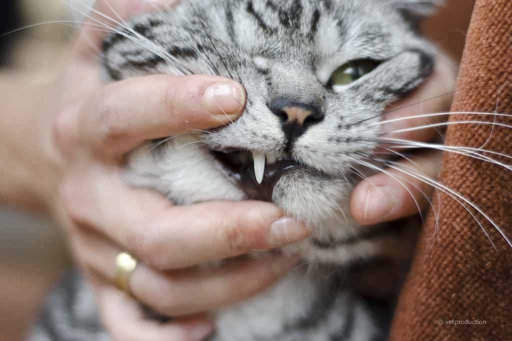 Was tun, wenn Katzen ihre Zähne verlieren