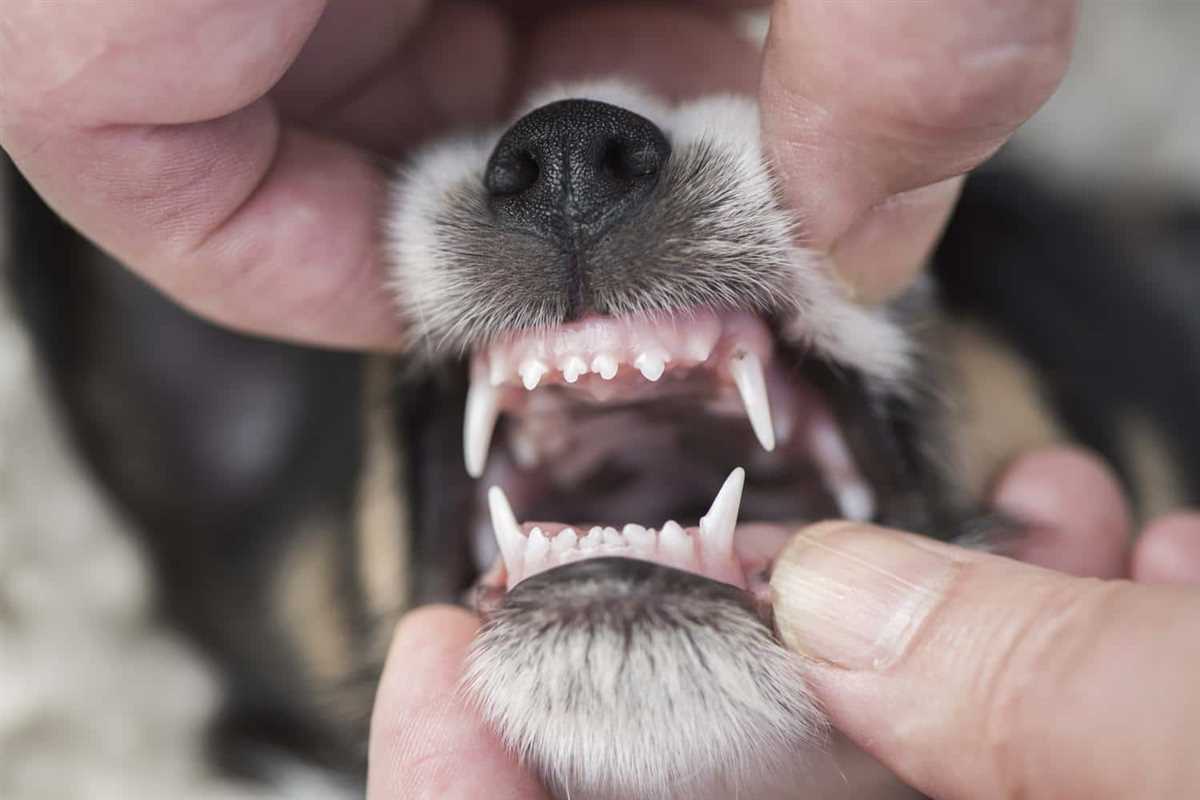 Wie kann man dem Hund beim Zahnwechsel helfen?