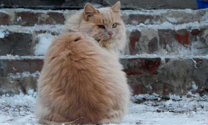 Warum wechseln Katzen ihr Fell?