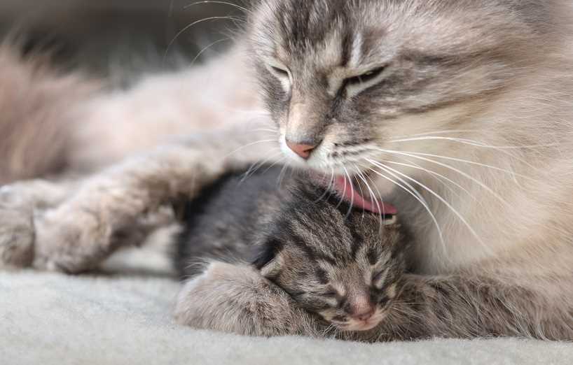 Wann werden Katzen geboren? Die Geburt und Entwicklung von Katzenwelpen