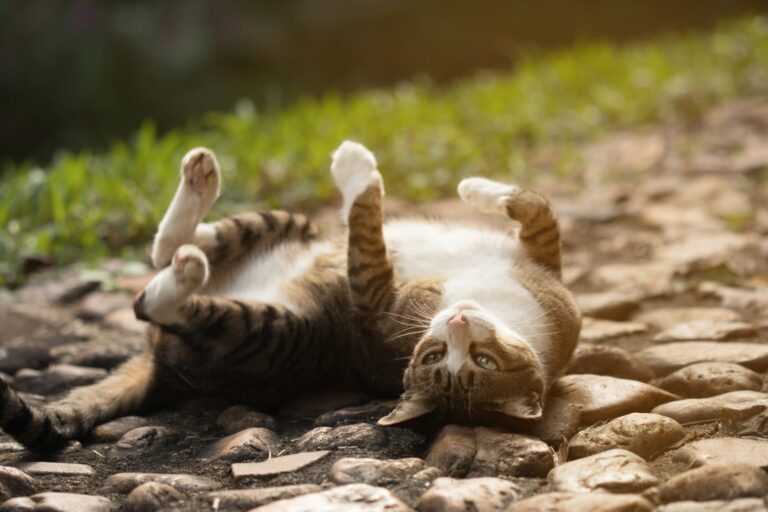 4. Sollte man eine Katze vor der ersten Rolligkeit kastrieren lassen?