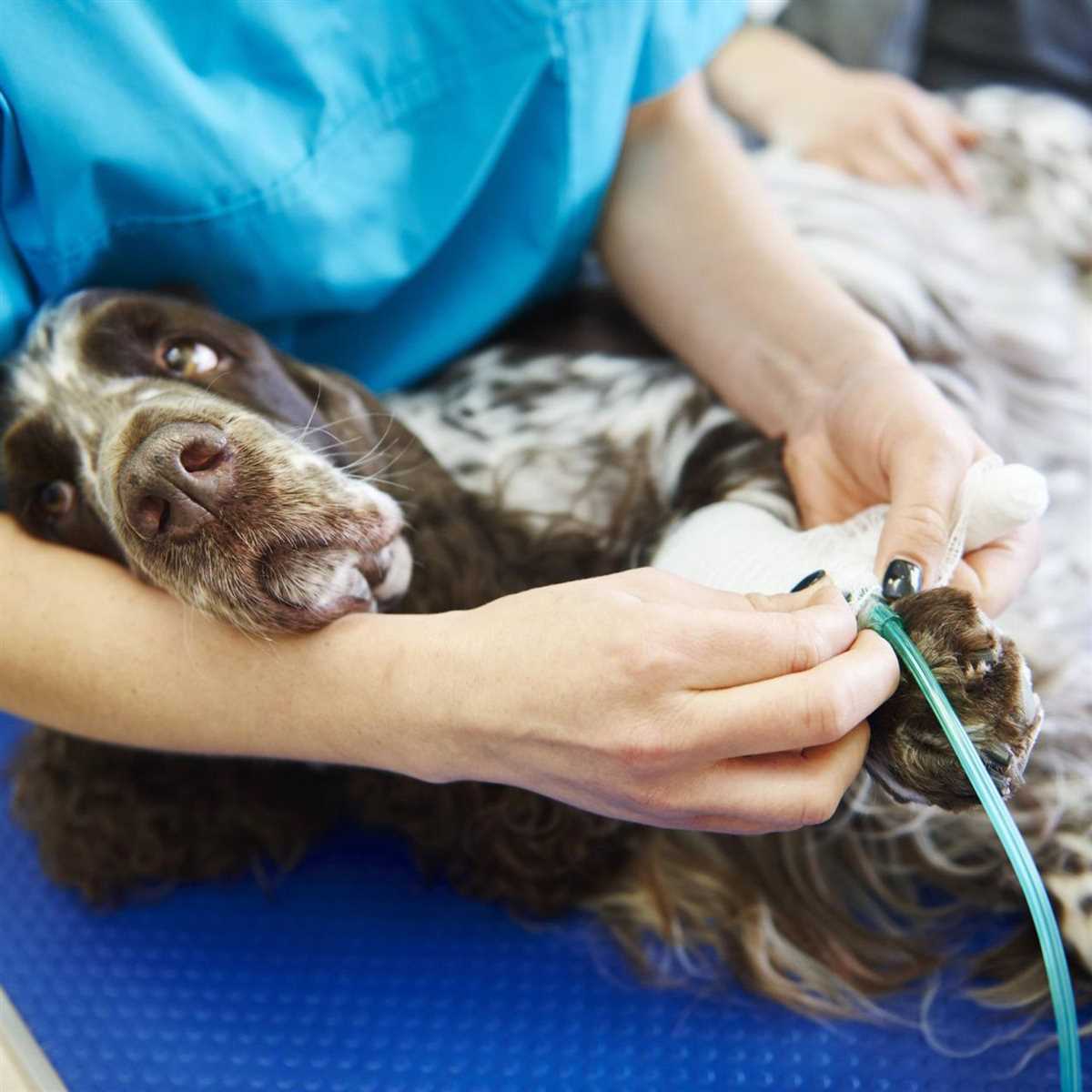 Gesundheitliche Gründe für die Einschläferung