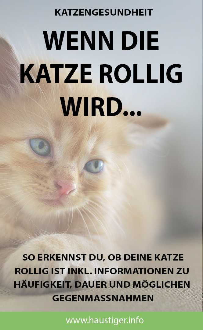 Wie erkenne ich, ob meine Katze rollig ist?