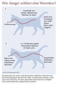 Wurmbefall bei Katzen erkennen