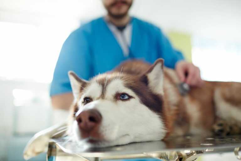 Wann zum Tierarzt, wenn der Hund erbricht? Erfahren Sie hier, wann es ernst ist