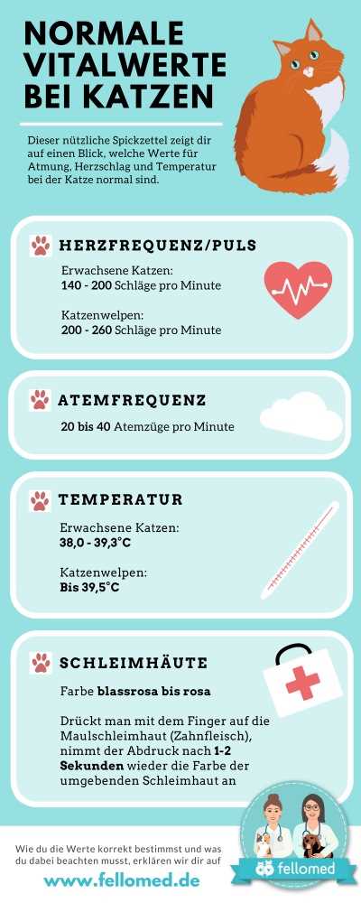 Warum atmet meine Katze so schnell? | Tipps zur Gesundheit und Pflege Ihrer Katze