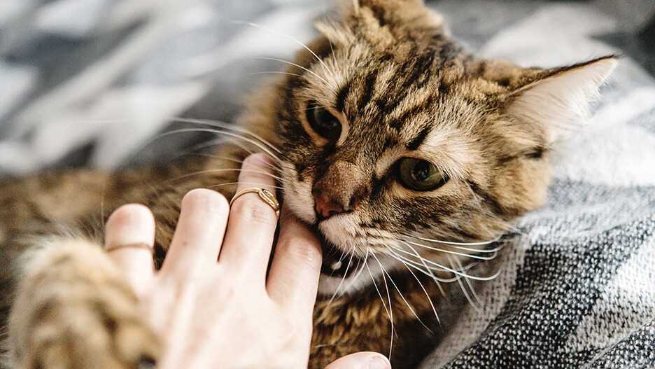 Warum beißen Katzen in die Hand? Die Gründe und wie man es verhindern kann