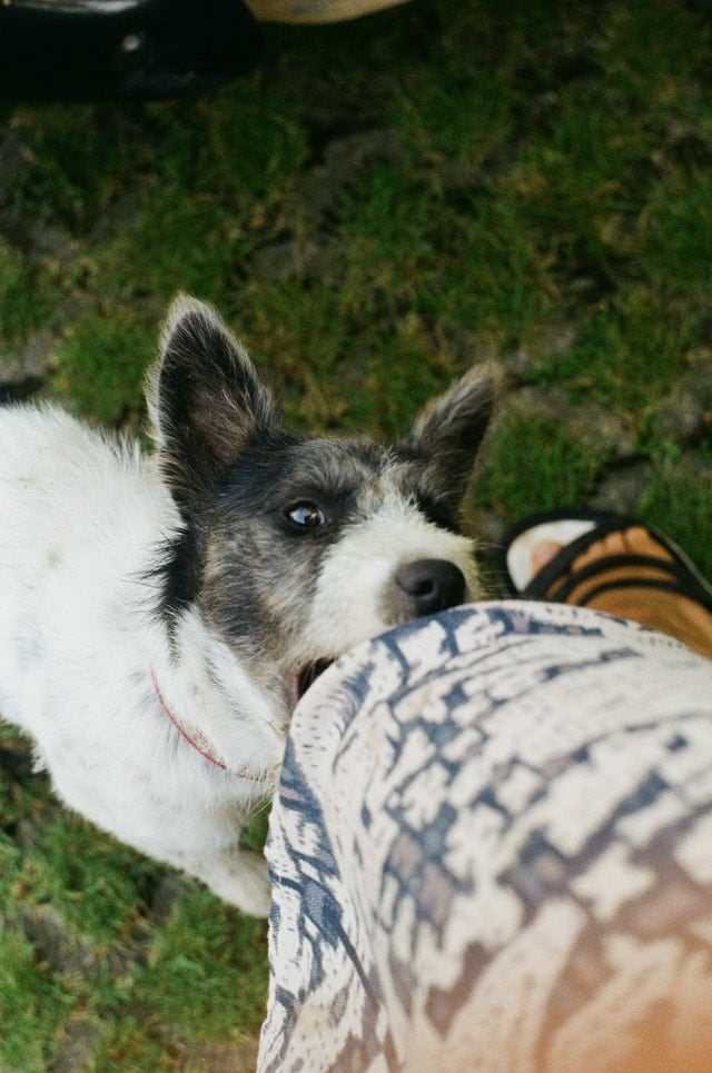 Aggression bei Hunden - mögliche Gründe