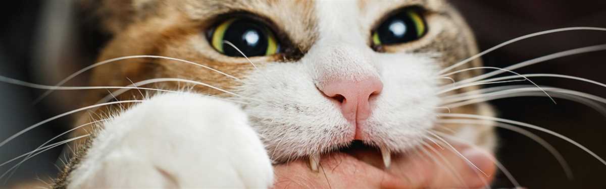 warum beisst katze beim streicheln
