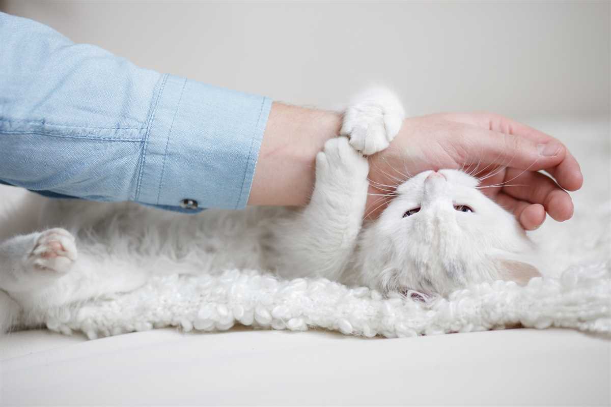 Warum beißt meine Katze in meine Hand? – Tipps und Ratschläge