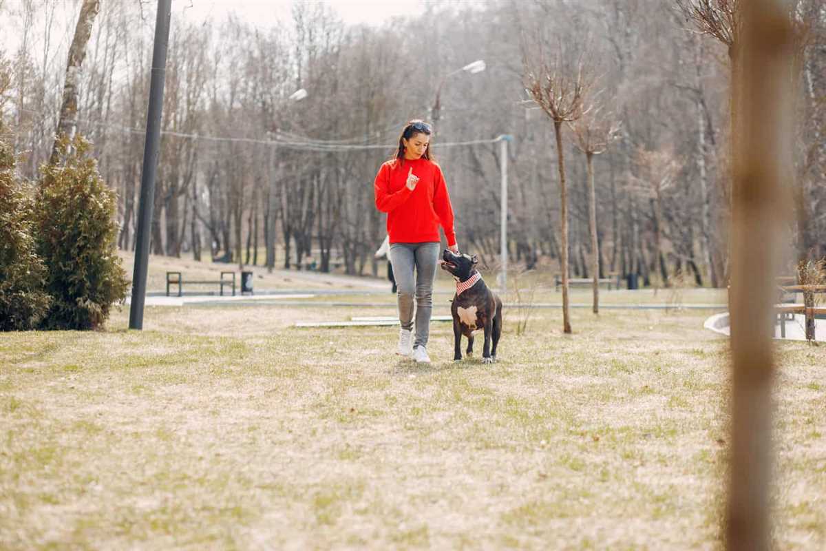 4. Training mit einem professionellen Hundetrainer