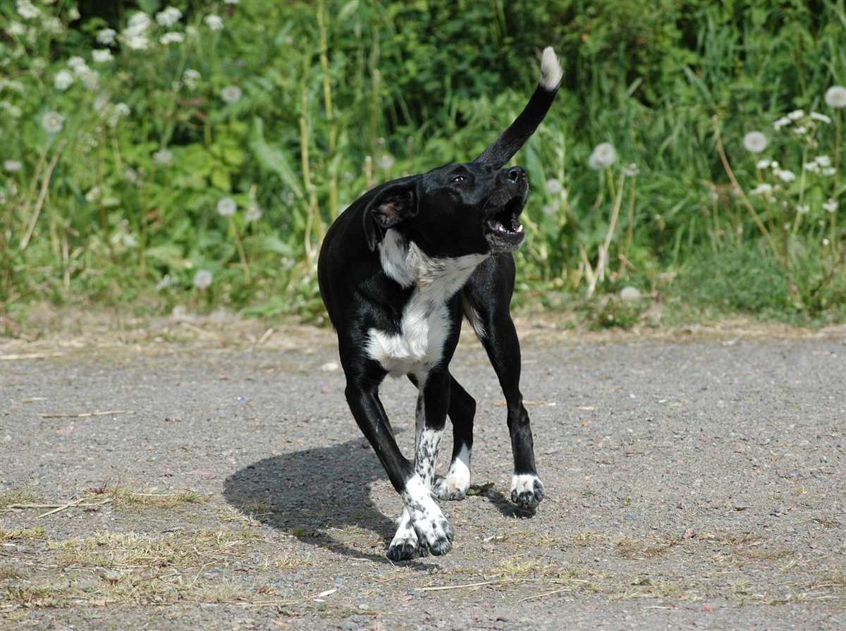 1. Verständnis für den Hund entwickeln