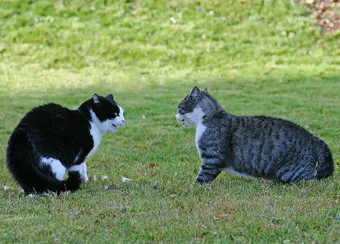 Was tun, wenn die Katze nicht zurückkehrt?