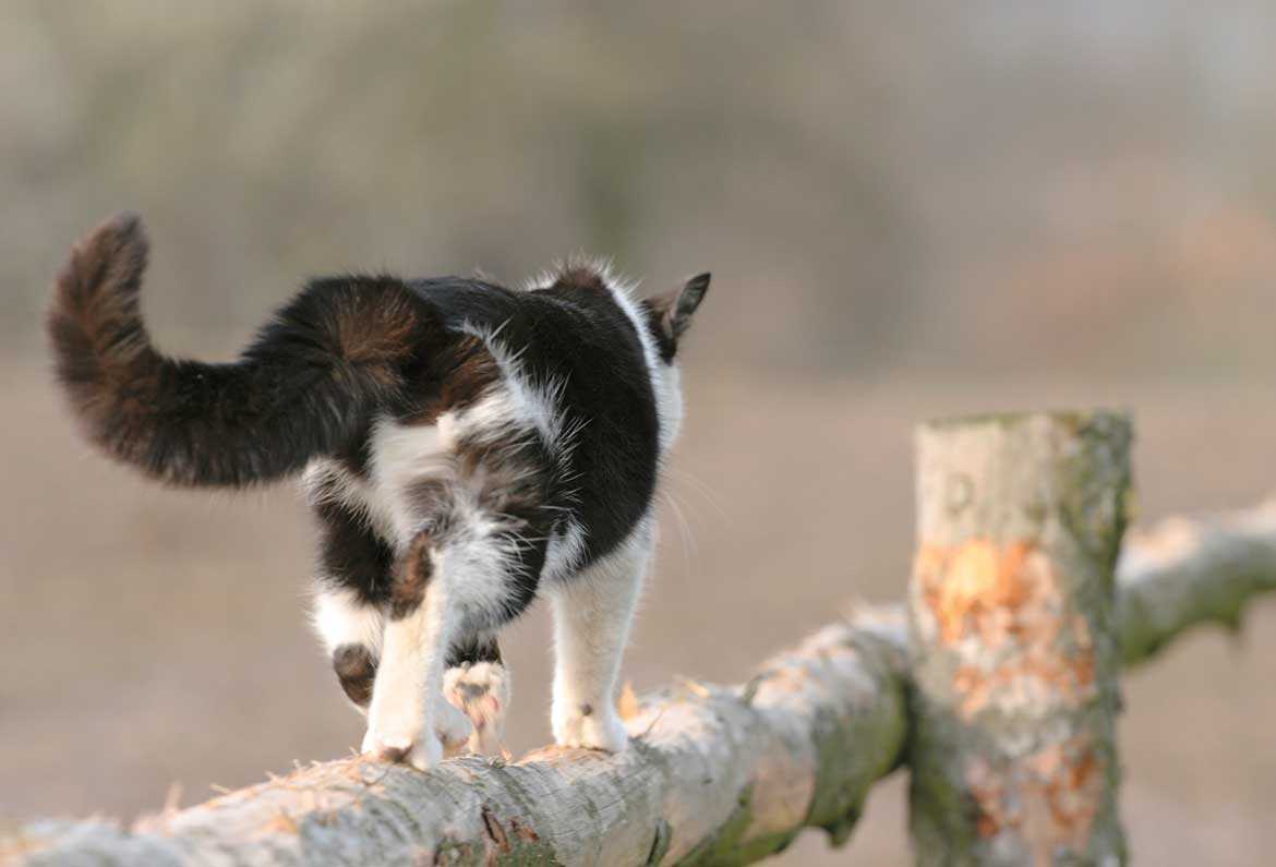 Warum Katzen tagelang wegbleiben können