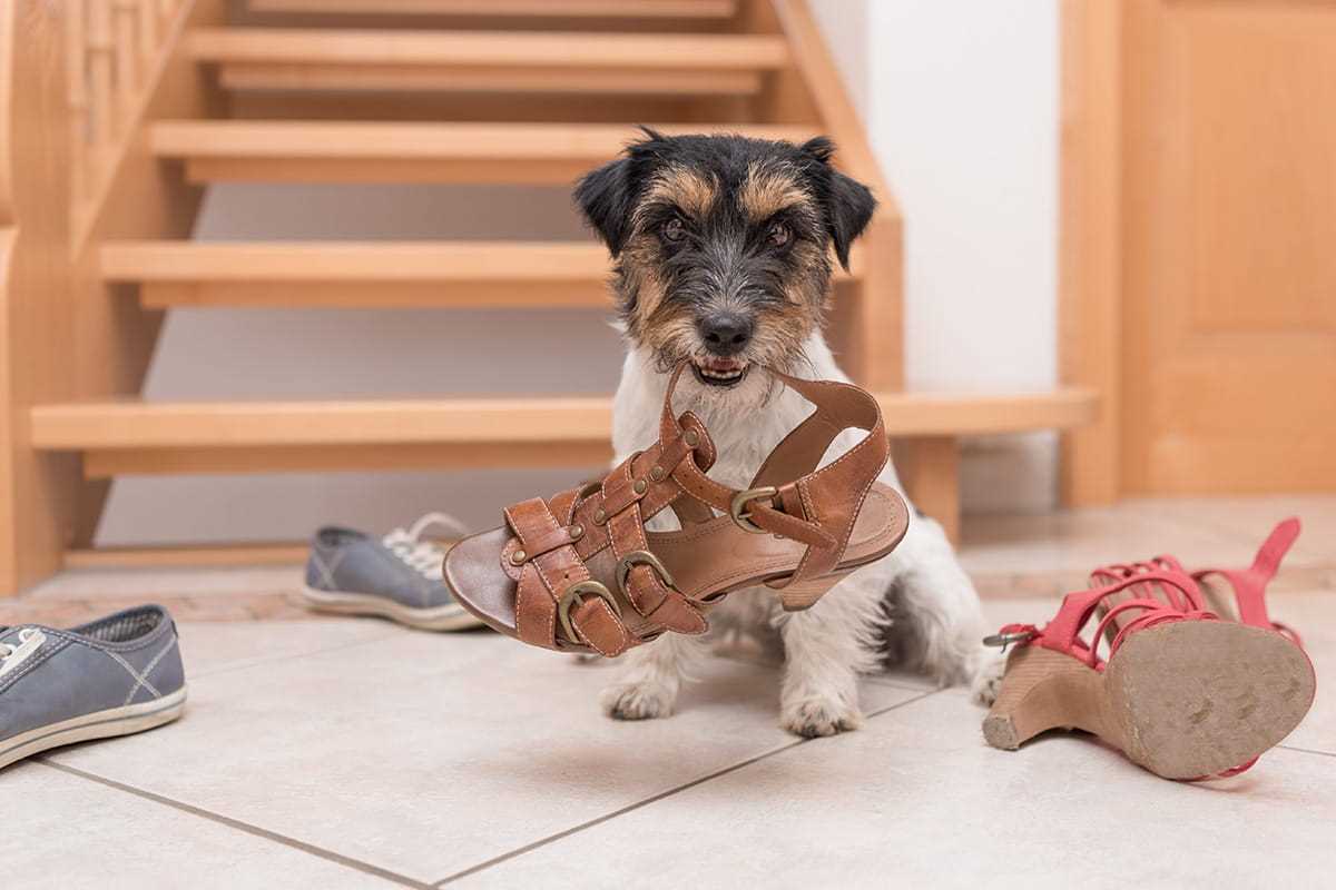 Warum Hunde Spielzeug bringen?