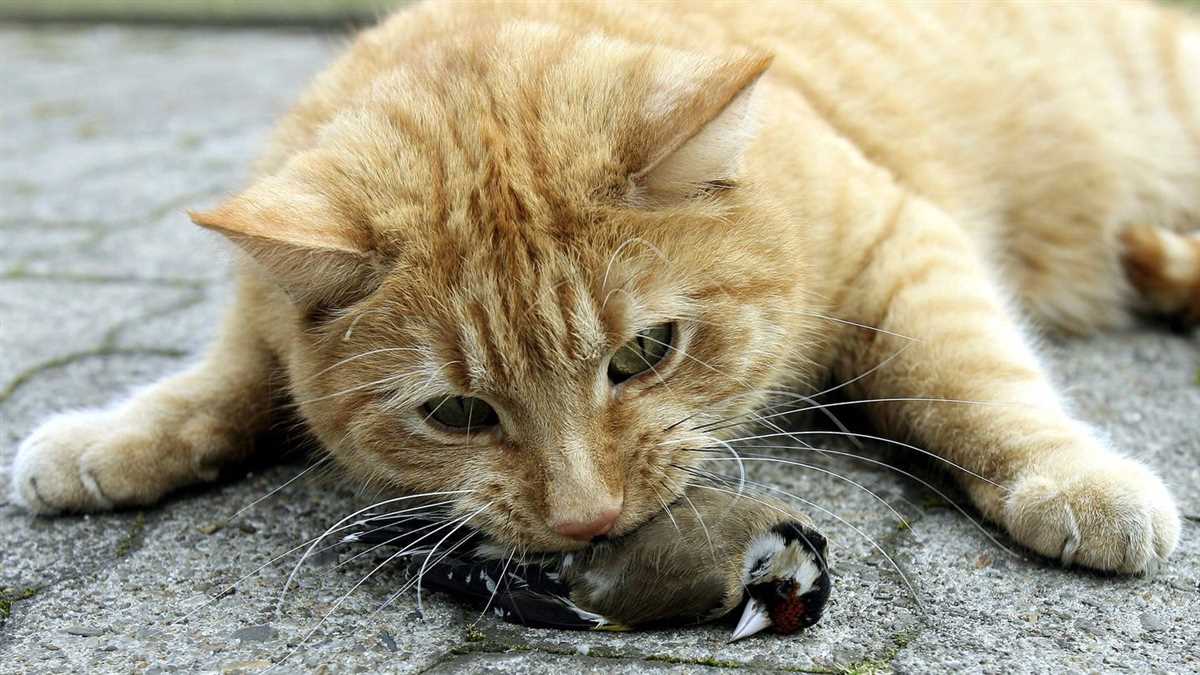 Warum bringen Katzen Mäuse mit nach Hause? Erfahren Sie die Gründe und Bedeutungen