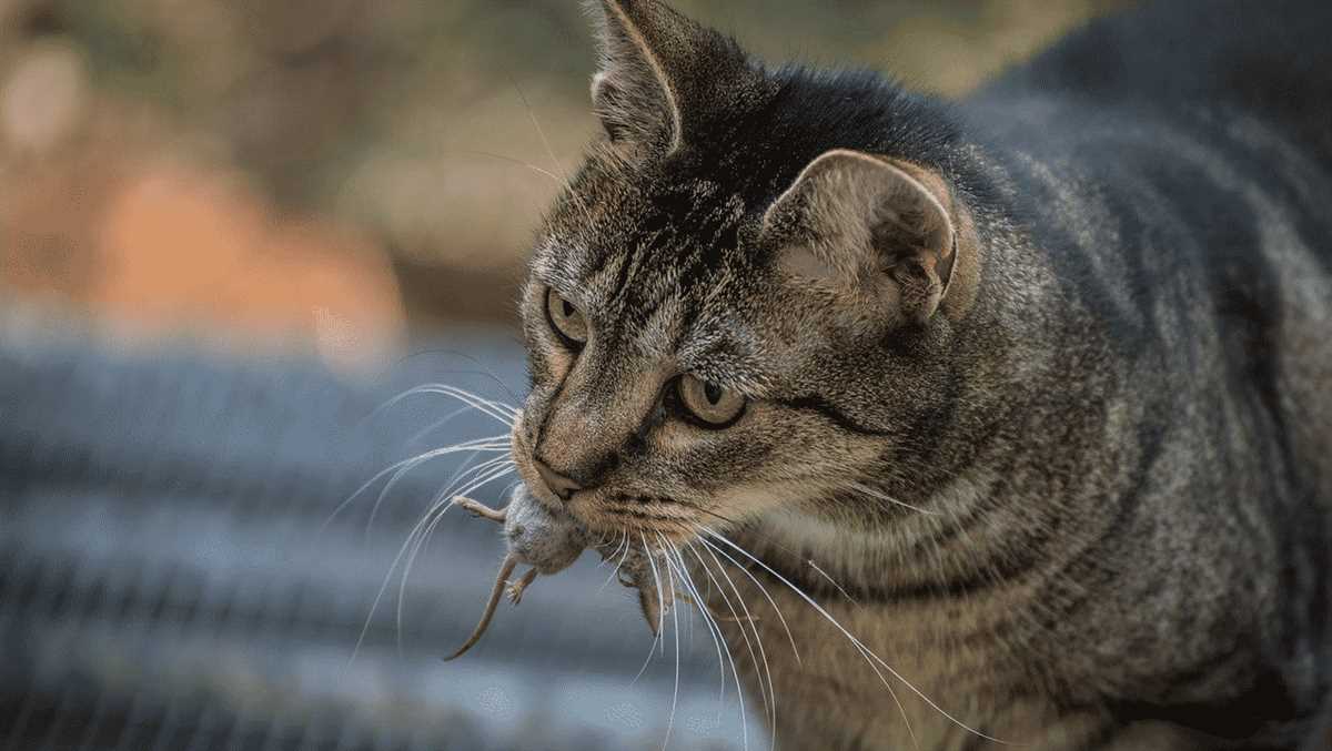 Warum bringen Katzen tote Tiere? Die Gründe und das Verhalten erklärt