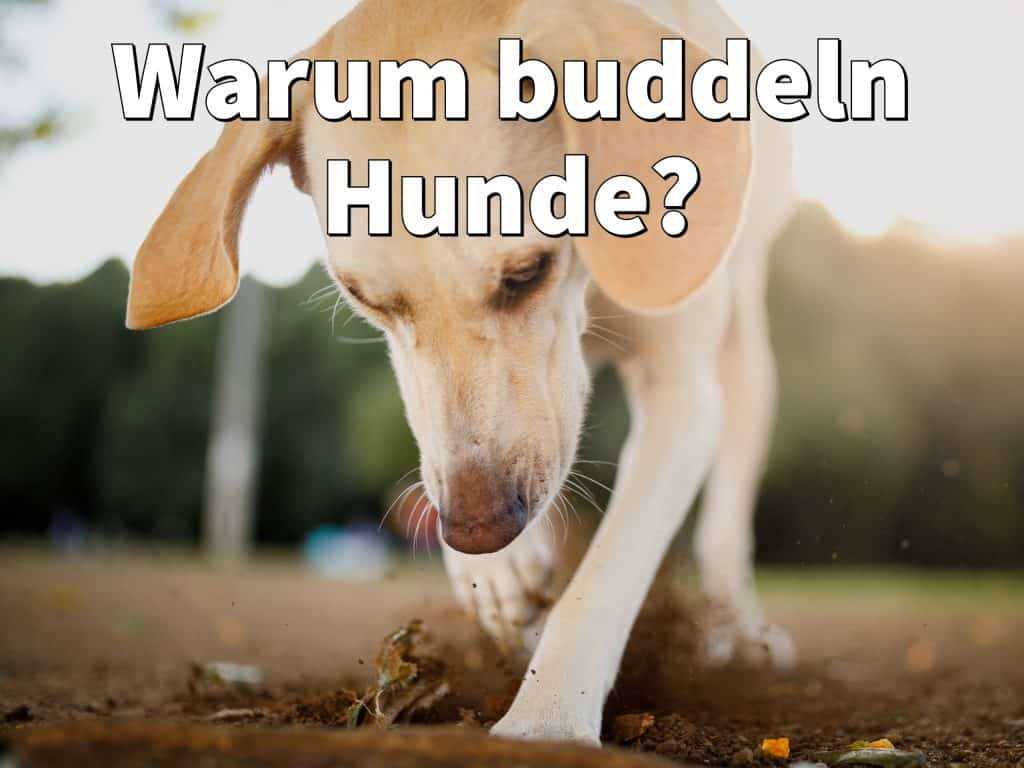 Warum buddeln Hunde im Bett: Gründe und Lösungen – Tipps für Hundebesitzer