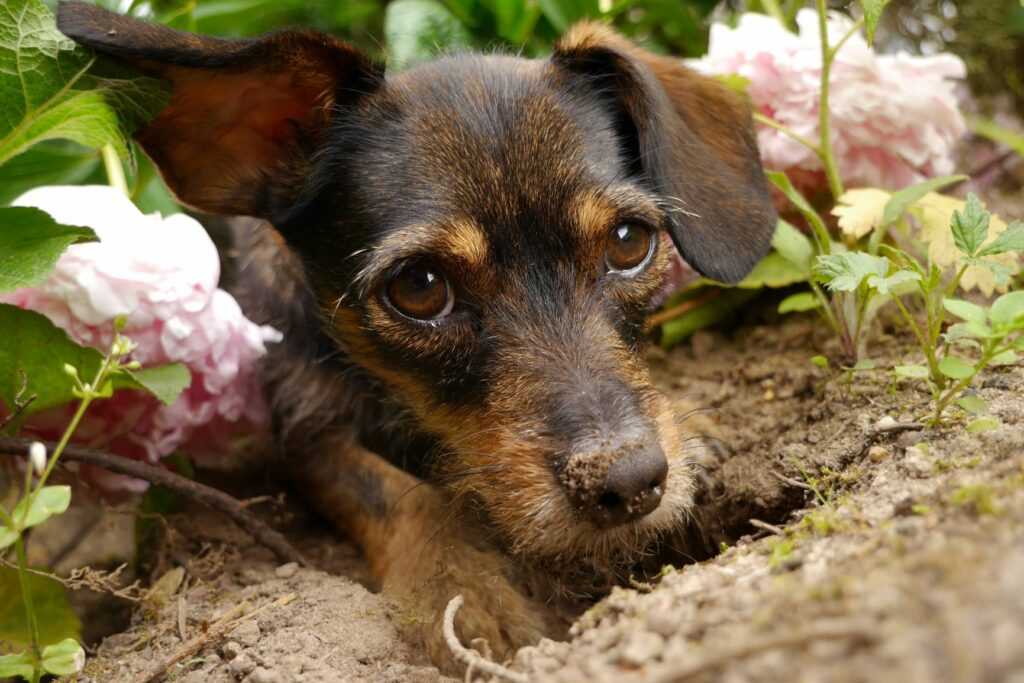 Warum buddelt mein Hund? Die Gründe und wie man damit umgeht