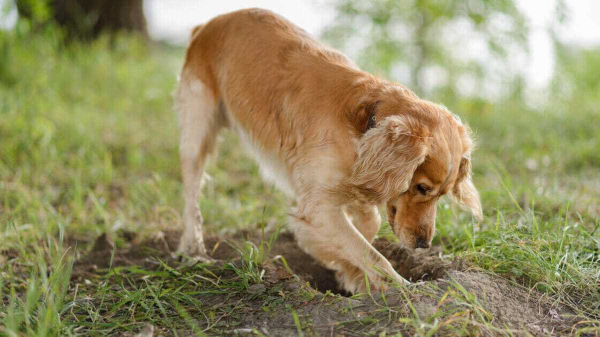 5. Trainieren Sie Ihren Hund