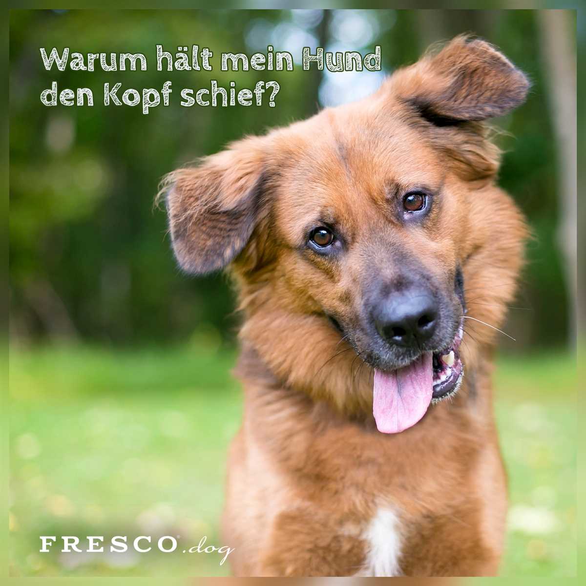 Warum drehen Hunde den Kopf? Eine Erklärung für dieses Verhalten.