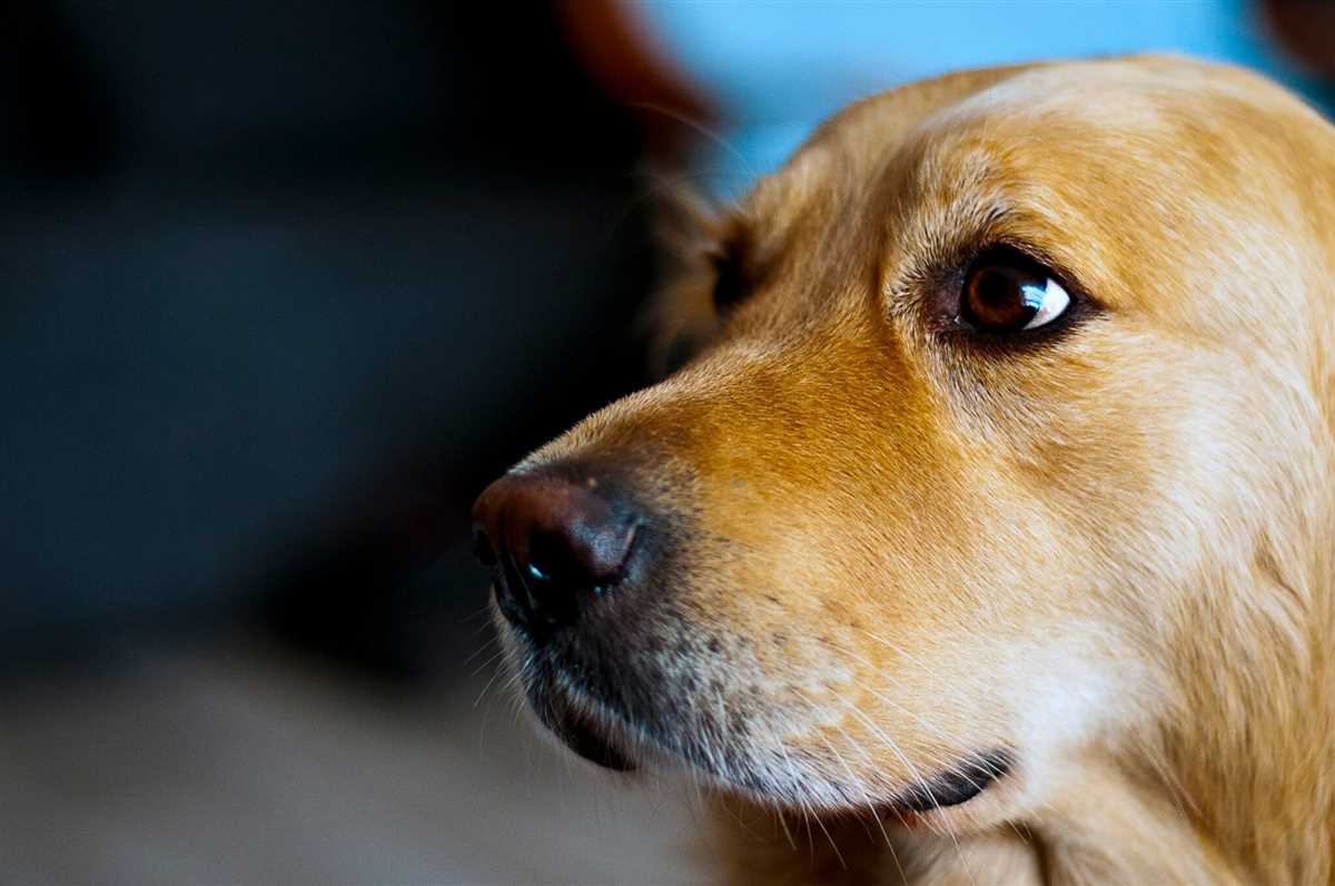 Das territoriale Verhalten der Hunde