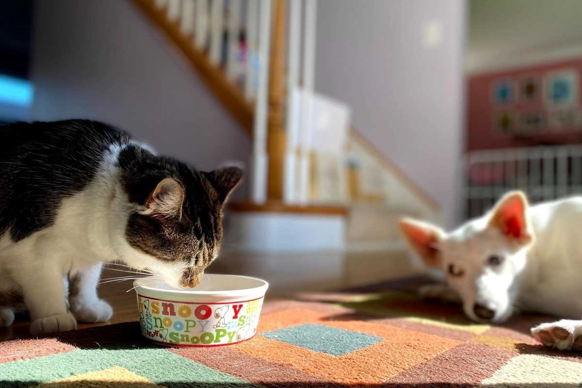 Katzenfutter enthält für Hunde gesundheitsschädliche Inhaltsstoffe