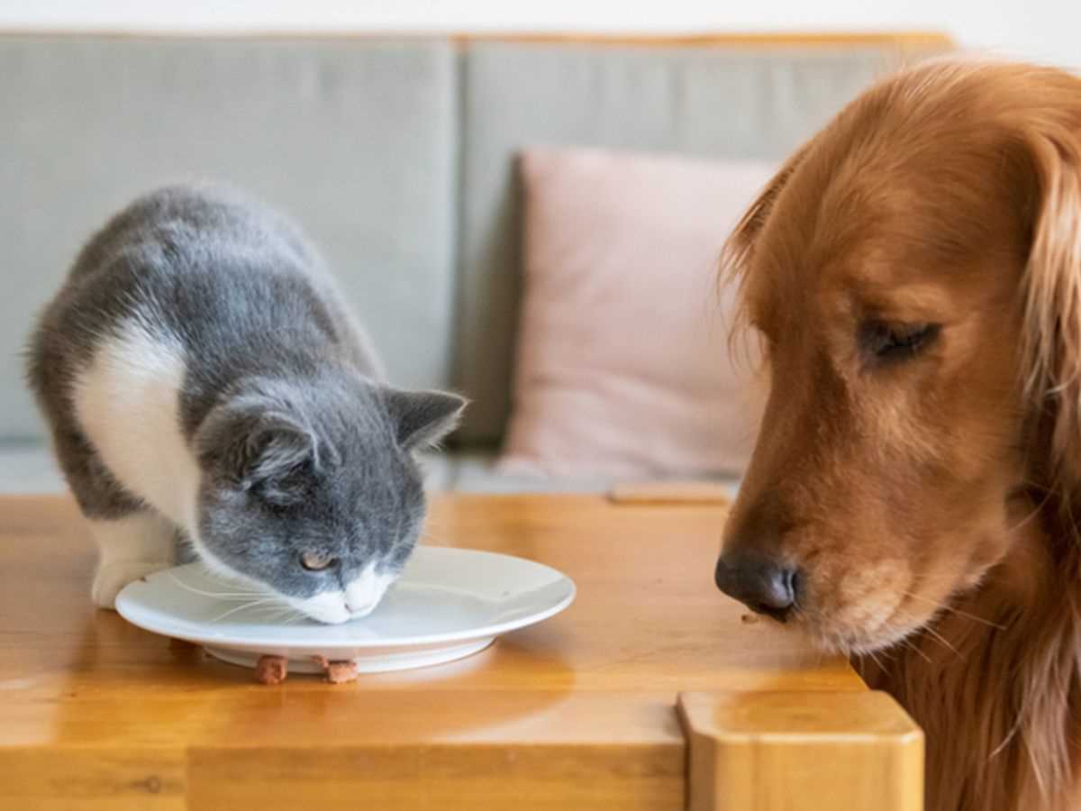 Warum dürfen Hunde kein Katzenfutter essen? Die Gründe und Risiken