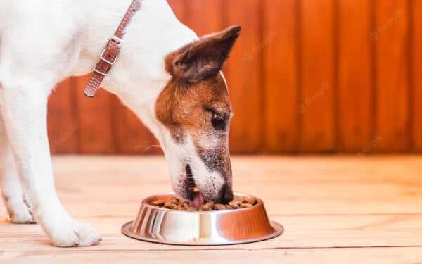 Verdauungsprobleme bei Hunden