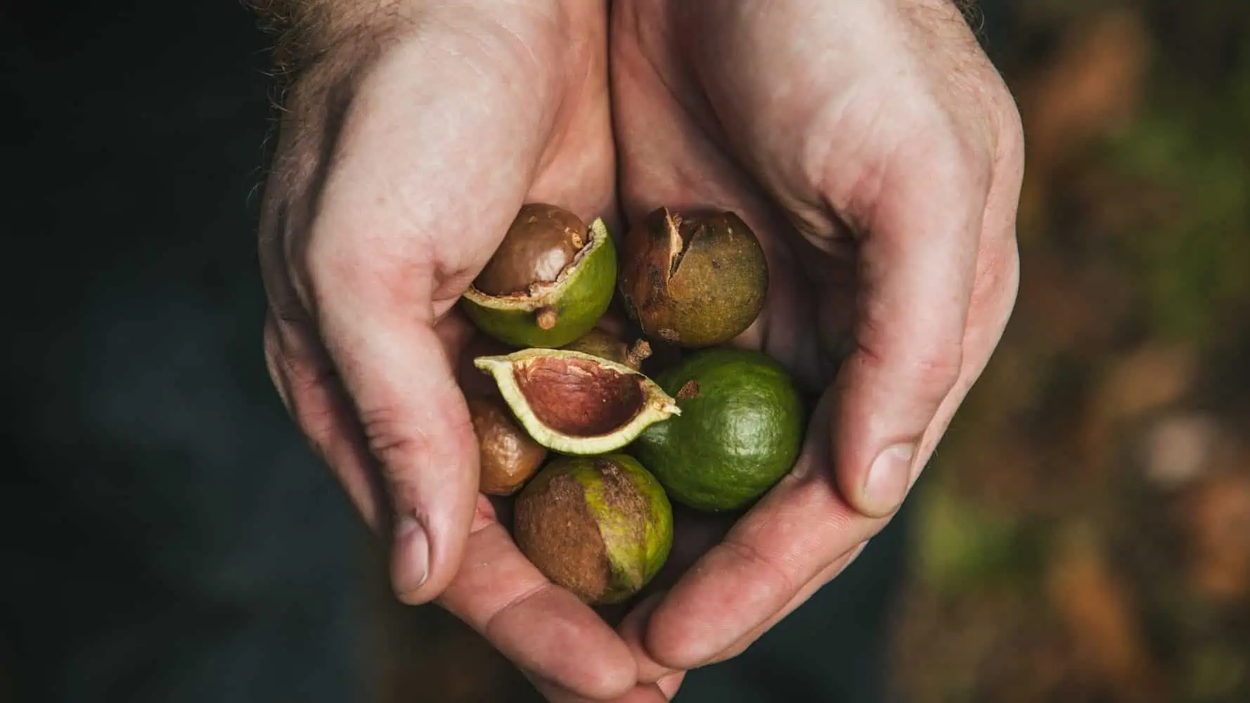 Warum dürfen Hunde keine Macadamia Nüsse essen?