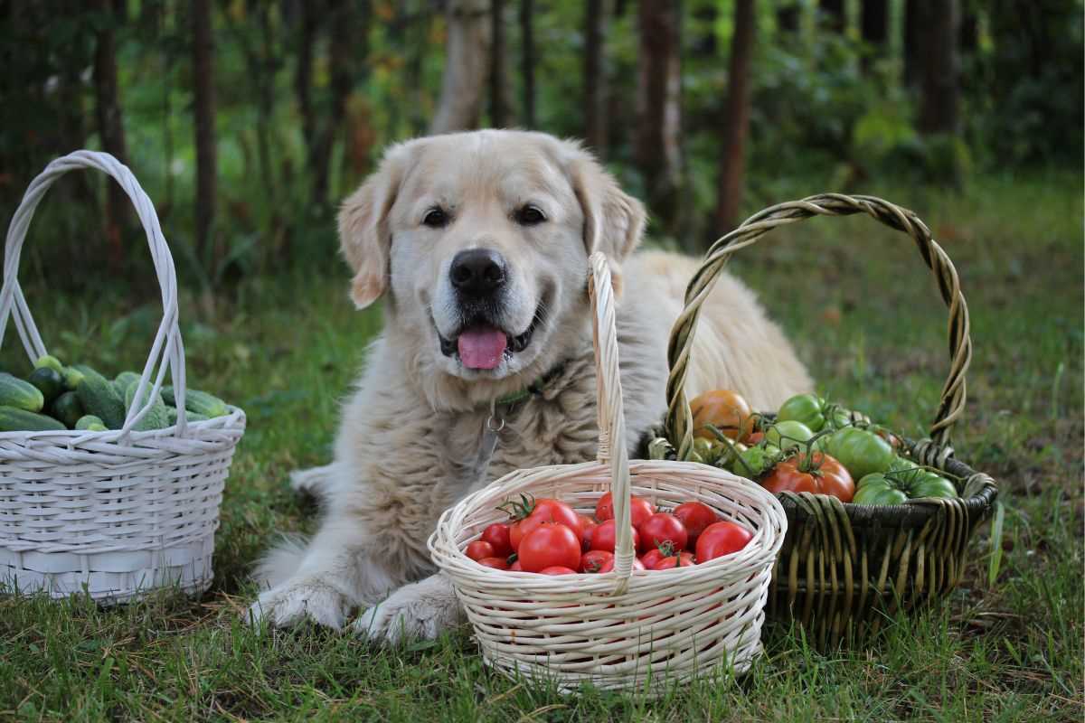 Warum dürfen Hunde keine Tomaten essen? – Finden Sie heraus, warum Tomaten gefährlich für Hunde sind