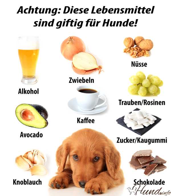 Warum dürfen Hunde keine Trauben essen? Erfahren Sie die Gründe hier