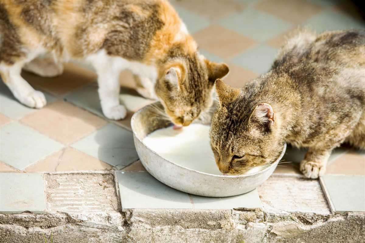 Warum dürfen Katzen keine Milch trinken: Ursachen und Lösungen