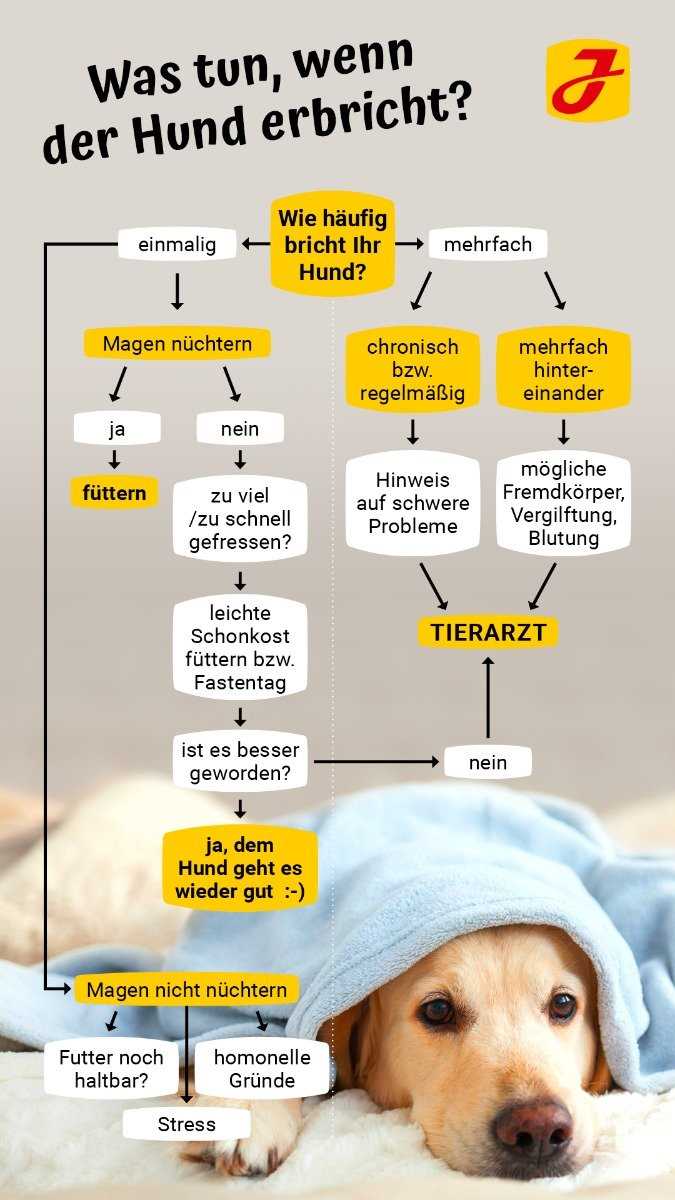 Warum erbrechen Hunde? Ursachen und Behandlungsmöglichkeiten