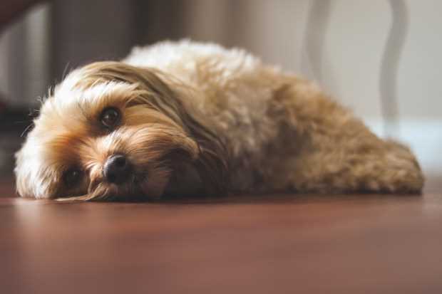 Behandlungsmöglichkeiten und Prävention von Erbrechen beim Hund