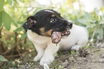 Warum essen Hunde Kot und was man dagegen tun kann – Erklärung und Tipps