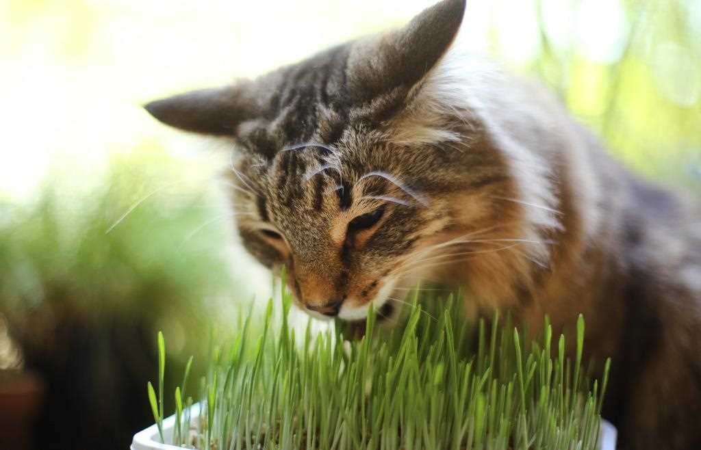 Verdauungsfördernde Wirkung von Gras