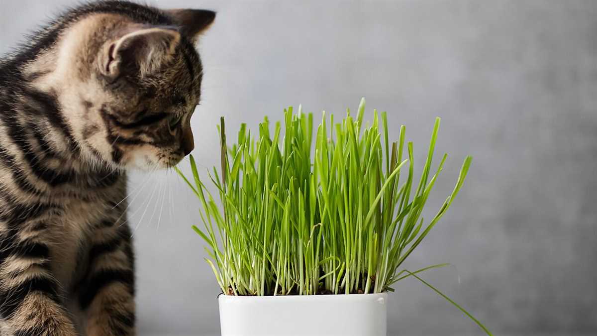 Warum essen Katzen Gras: Gründe und Nutzen