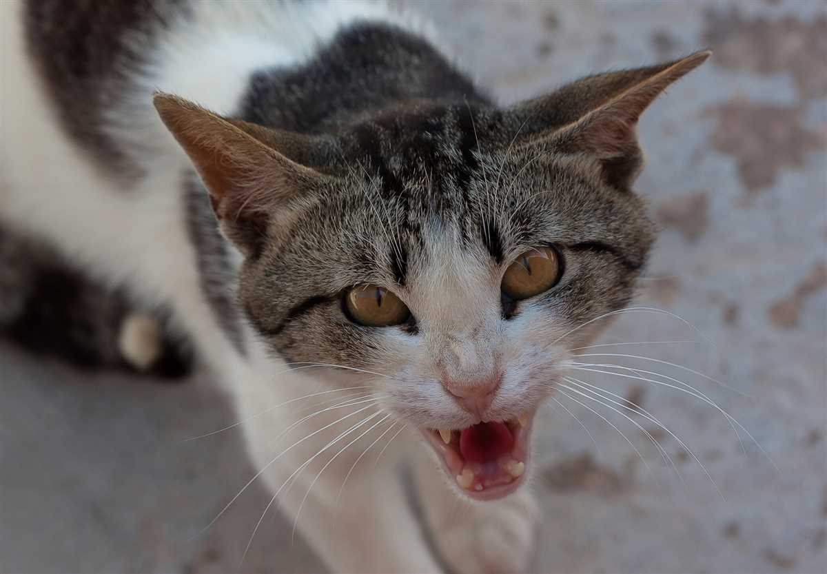 Warum Katzen Menschen anfauchen?