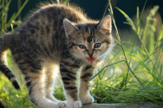 Negative Erfahrungen mit Katzen