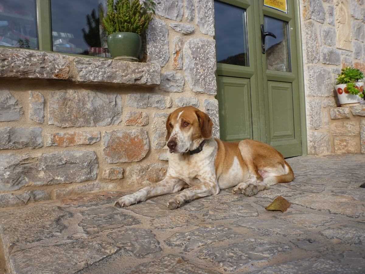 Warum fiepen Hunde? Die Ursachen und Lösungen