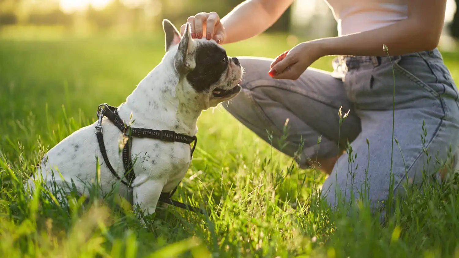 Warum fiept mein Hund ständig? Die häufigsten Gründe für das Jaulen und Fiepen bei Hunden