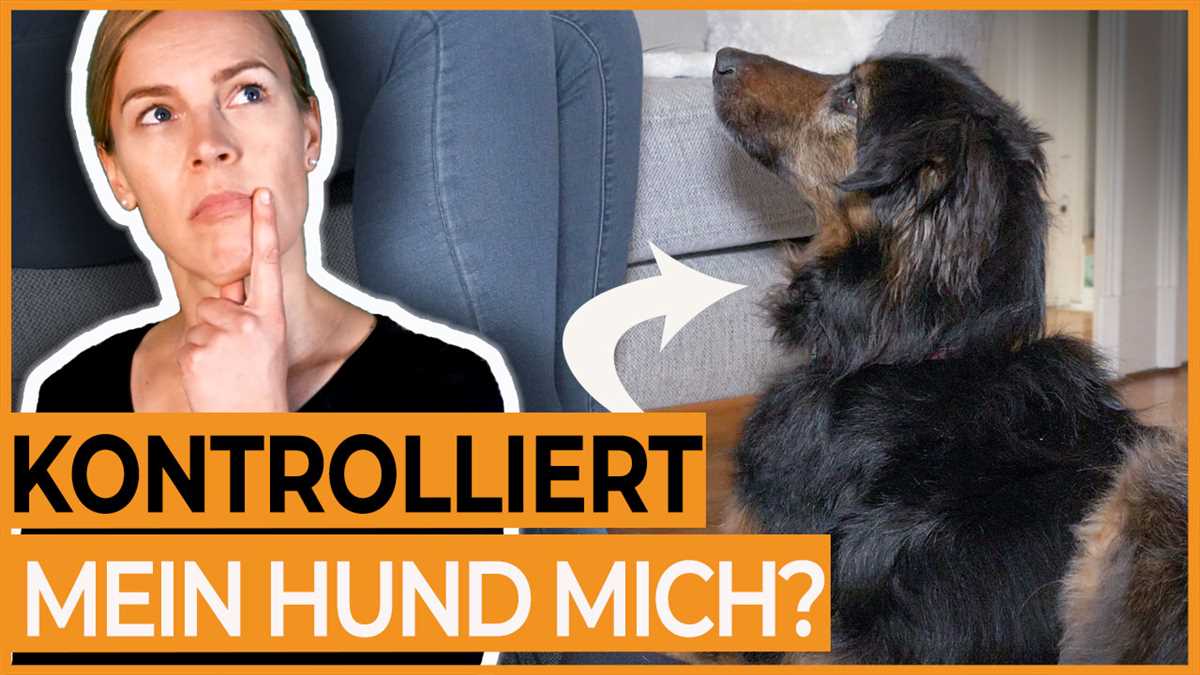 Warum folgt mir mein Hund auf die Toilette?