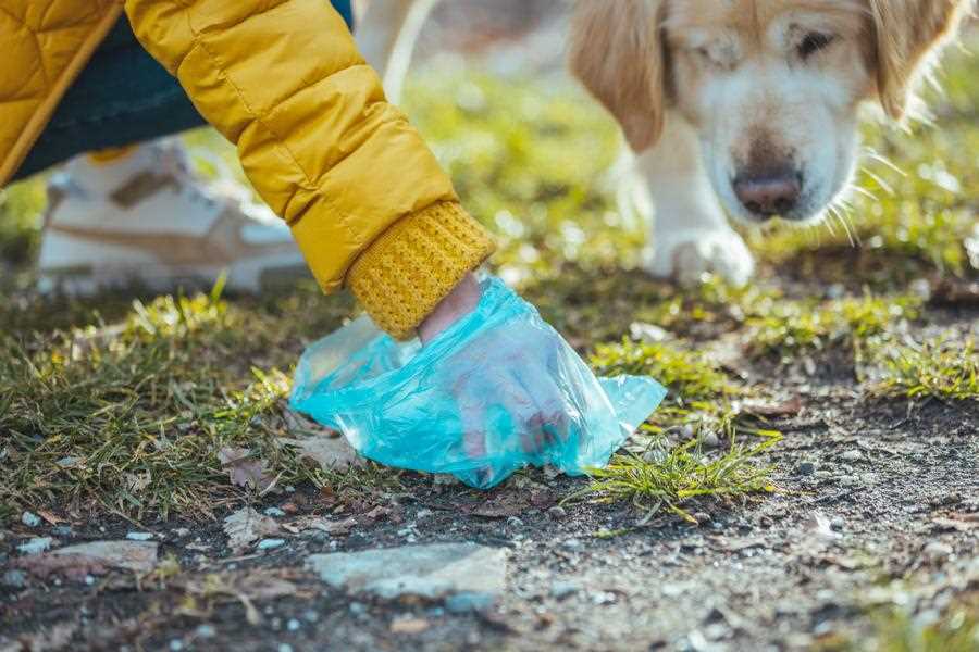 Warum fressen Hunde ihren eigenen Kot? Die Gründe und wie man es verhindern kann