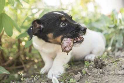 warum fressen hunde menschenkot