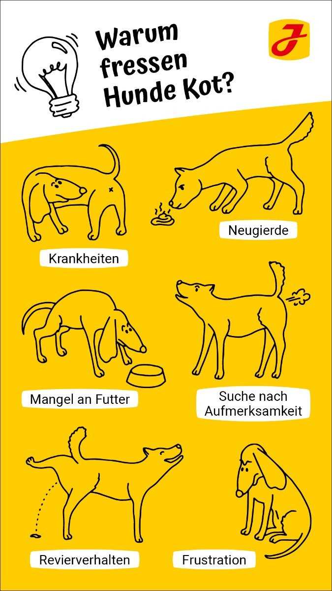 Warum fressen Hunde Pferdeäpfel? Erfahren Sie die Gründe hier!